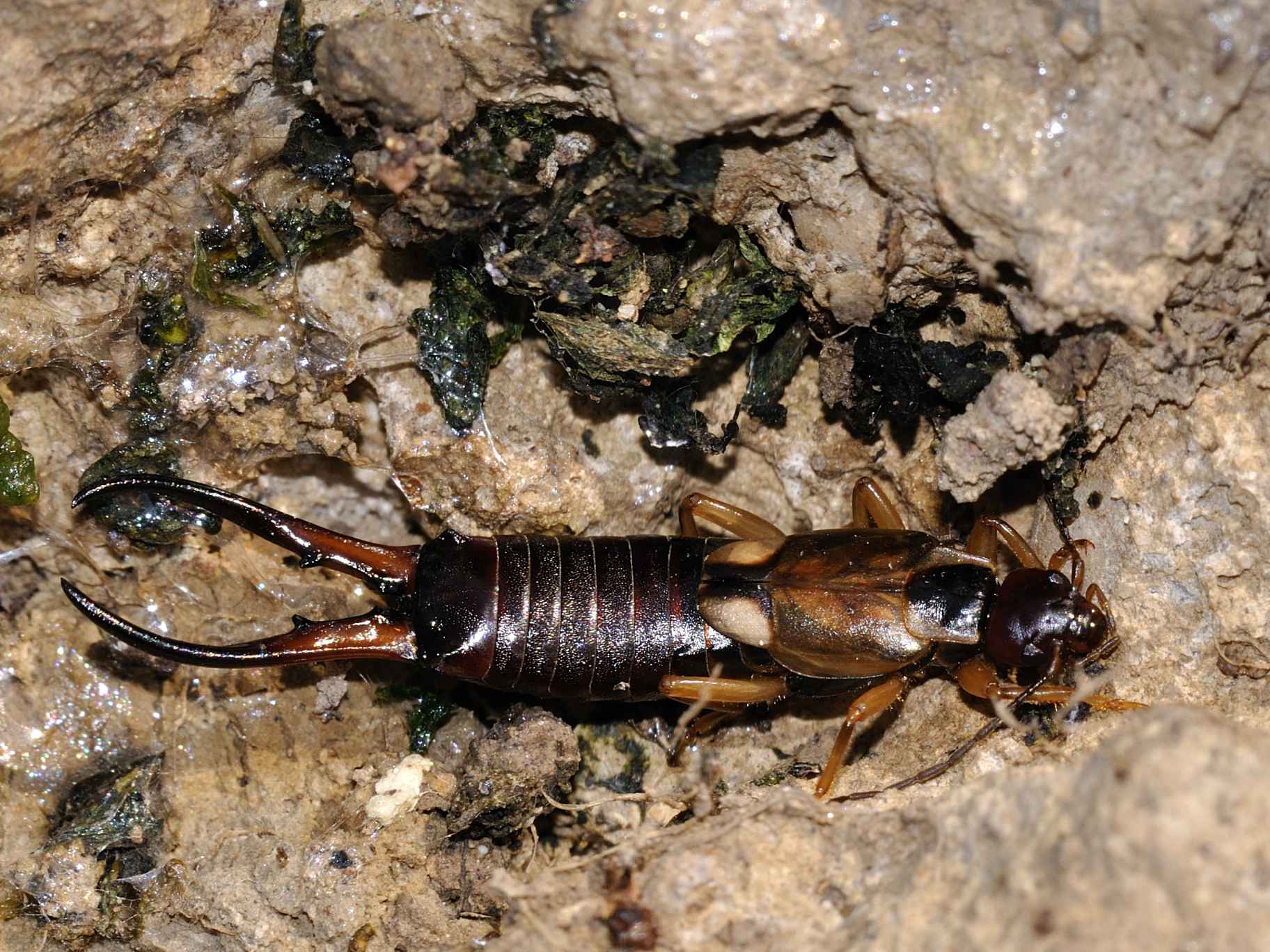 Forficula auricularia, maschio forma macrolabia e femmina